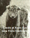 Highland Calf with Crop Ear