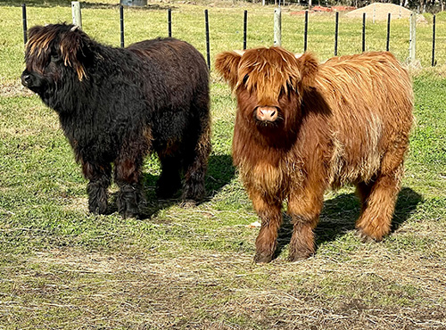Young Highland HEIFERS