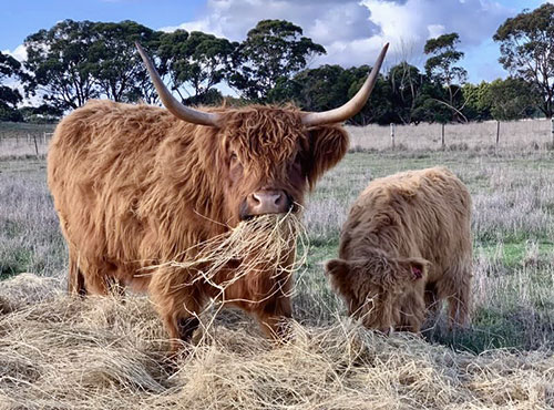 Beautiful Cow and Calf