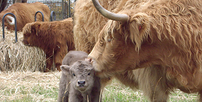 Gorgeous Highland cow and calf