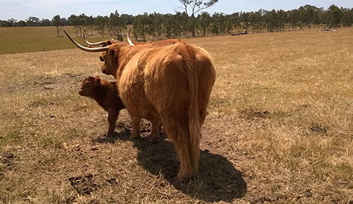 Highland Cow and Calf