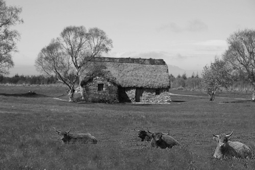 An old Croft An Old Croft with Highland Cattle in the foreground