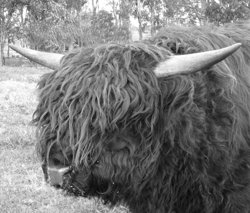 Rastafarian look AHighland Bull with a Rastafarian look