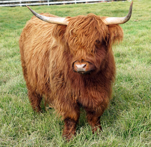Giorsal Ruadh of Cruachan