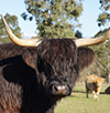 Black Highland Cow