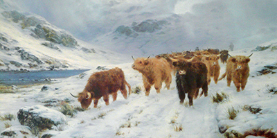 Highland Cattle in the Glen