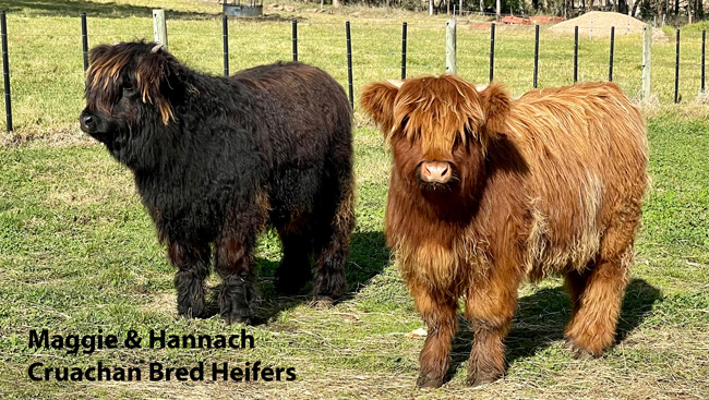 Maggie and Hannach are Cruachan bred. Maggie and Hannach are typical Cruachan Heifers