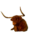 A 23 year old Highland Cow with very large horns