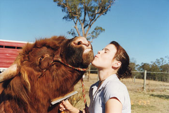 Highland  Bull enjoying being brushed by a young girl