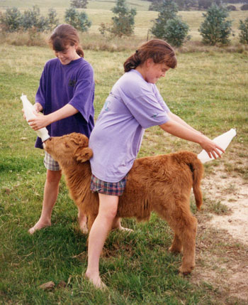 A fun image with two young girls feeding a bottle to a Highland calf at both ends!