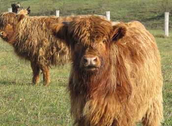 cutie heifers