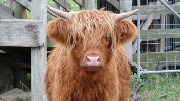 Gorgeous red heifer