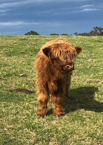 Young steer calf