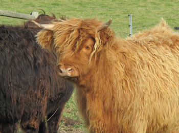 Yellow Highland heifer