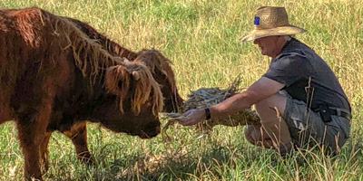 Highland calves in the Australian summer